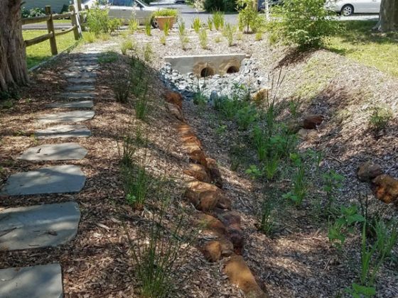 View of a natural filtration feature with native plantings and twin culverts alongside a road.