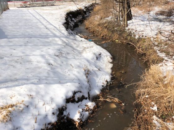 A snow-covered bank meets a winding stream that is bounded by woods on one side and a sports field on the other.